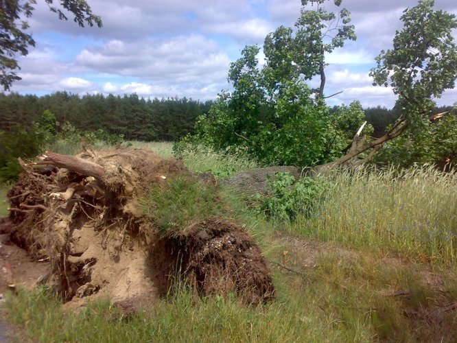 Wyrwał drzewa, zdmuchnął stodołę GALERIA ZDJĘĆ