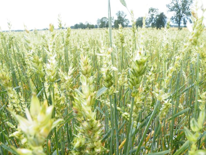 Grad zniszczył uprawy w Suchej GALERIA ZDJĘĆ