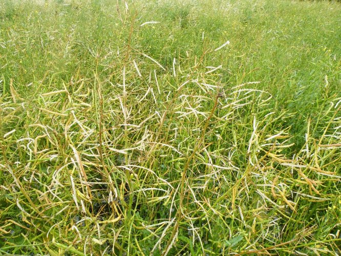 Grad zniszczył uprawy w Suchej GALERIA ZDJĘĆ