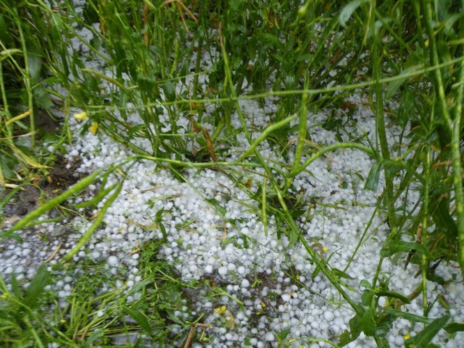 Grad zniszczył uprawy w Suchej GALERIA ZDJĘĆ