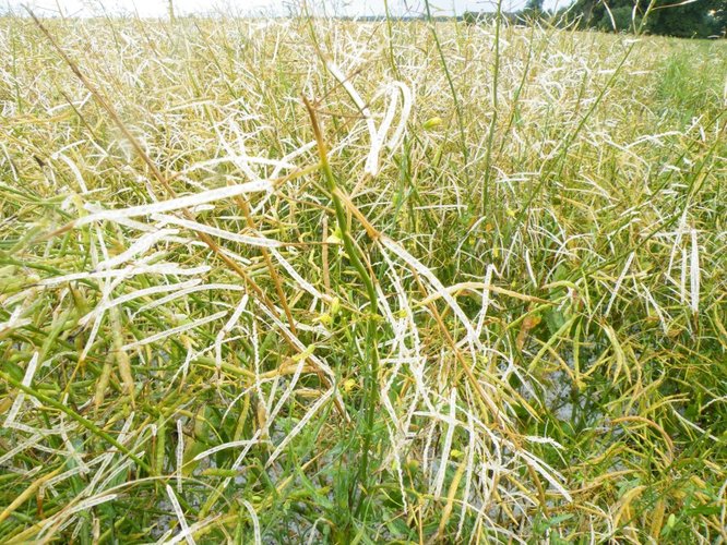 Grad zniszczył uprawy w Suchej GALERIA ZDJĘĆ