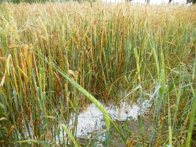 Grad zniszczył uprawy w Suchej GALERIA ZDJĘĆ