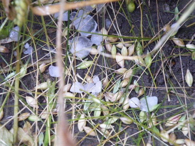 Grad zniszczył uprawy w Suchej GALERIA ZDJĘĆ