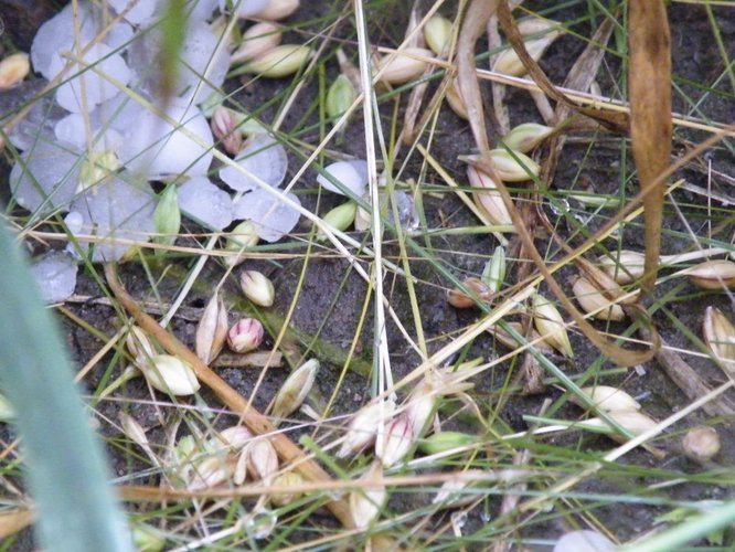 Grad zniszczył uprawy w Suchej GALERIA ZDJĘĆ