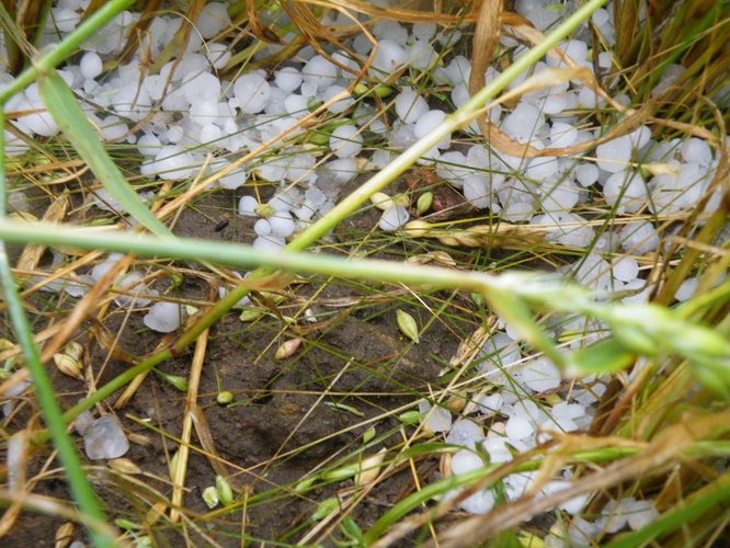 Grad zniszczył uprawy w Suchej GALERIA ZDJĘĆ
