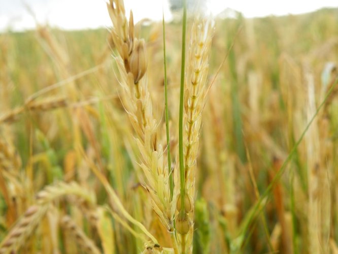 Grad zniszczył uprawy w Suchej GALERIA ZDJĘĆ