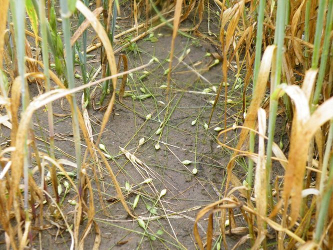 Grad zniszczył uprawy w Suchej GALERIA ZDJĘĆ