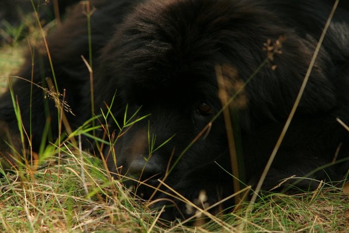 Pies, który pływa żabką GALERIA ZDJĘĆ
