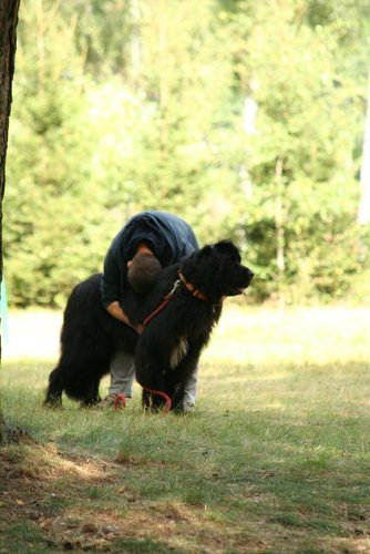 Pies, który pływa żabką GALERIA ZDJĘĆ