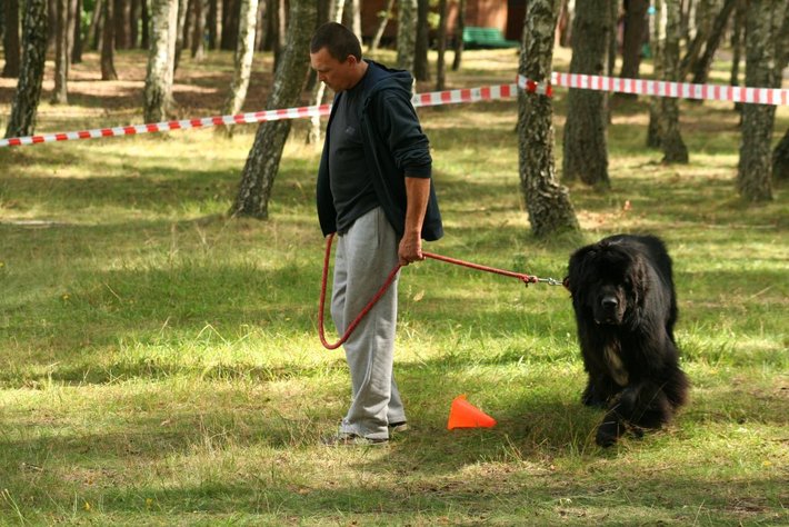 Pies, który pływa żabką GALERIA ZDJĘĆ