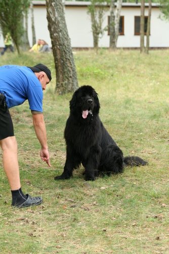 Pies, który pływa żabką GALERIA ZDJĘĆ