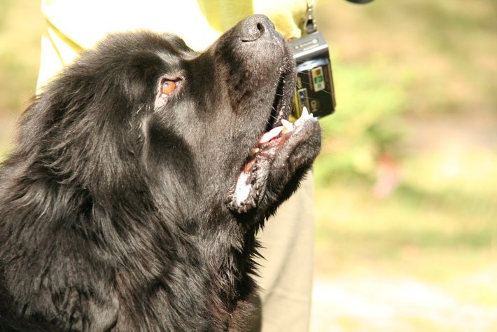 Pies, który pływa żabką GALERIA ZDJĘĆ