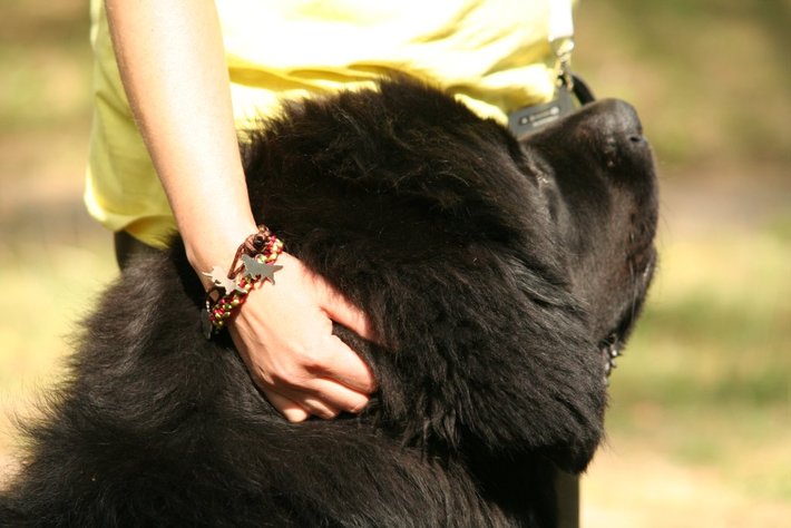 Pies, który pływa żabką GALERIA ZDJĘĆ