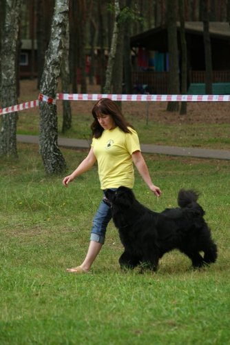Pies, który pływa żabką GALERIA ZDJĘĆ