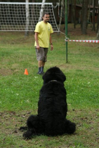 Pies, który pływa żabką GALERIA ZDJĘĆ