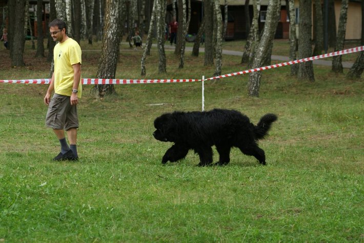 Pies, który pływa żabką GALERIA ZDJĘĆ