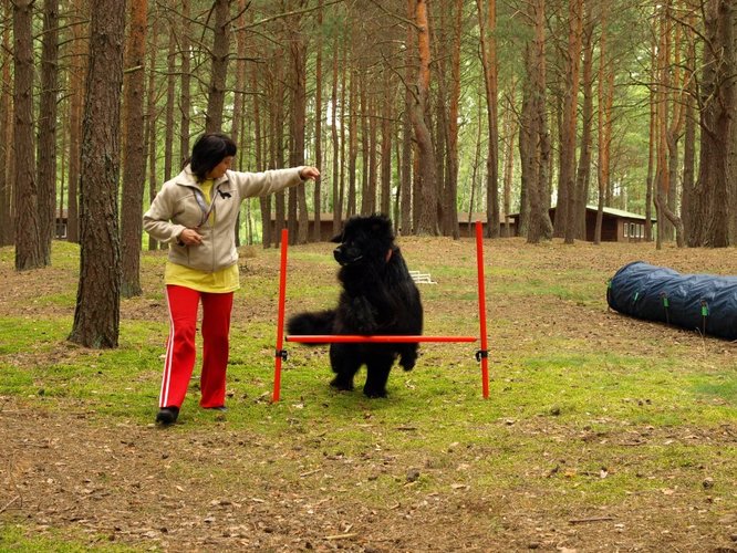 Pies, który pływa żabką GALERIA ZDJĘĆ