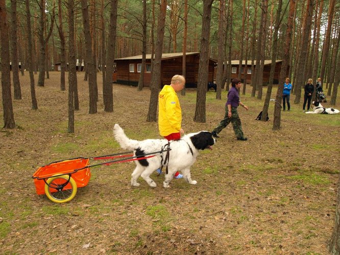 Pies, który pływa żabką GALERIA ZDJĘĆ