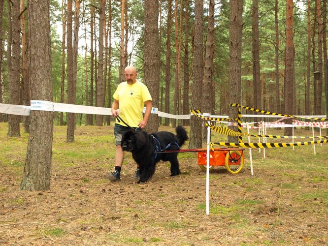 Pies, który pływa żabką GALERIA ZDJĘĆ