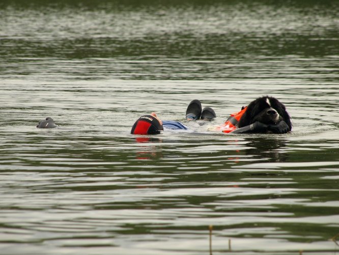 Pies, który pływa żabką GALERIA ZDJĘĆ