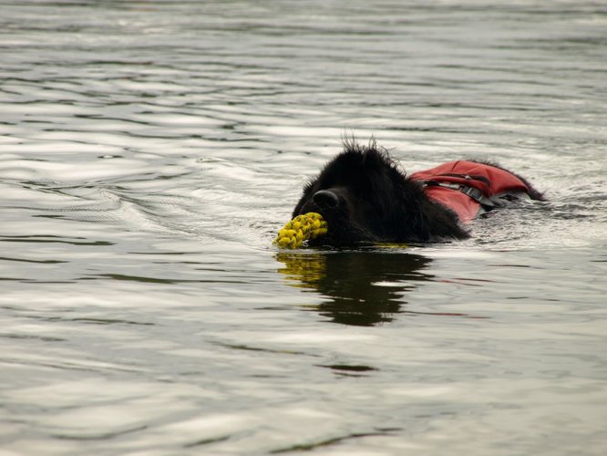 Pies, który pływa żabką GALERIA ZDJĘĆ