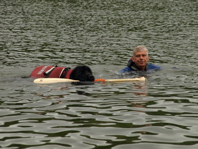 Pies, który pływa żabką GALERIA ZDJĘĆ