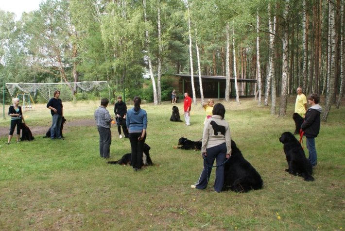 Pies, który pływa żabką GALERIA ZDJĘĆ