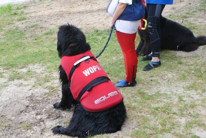 Pies, który pływa żabką GALERIA ZDJĘĆ