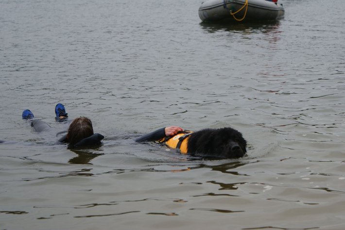 Pies, który pływa żabką GALERIA ZDJĘĆ