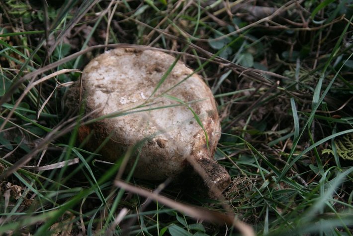 Odkopali szczątki saperów z II wojny światowej ZDJĘCIA