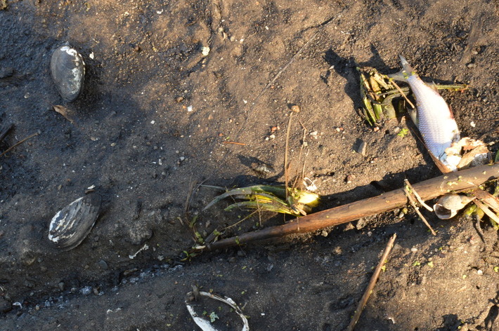 To zagrożenie ekologiczne