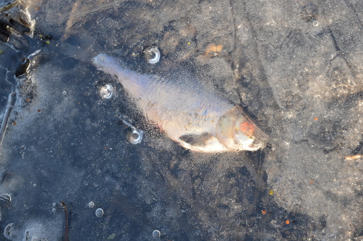 To zagrożenie ekologiczne