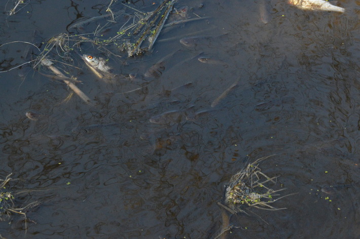 To zagrożenie ekologiczne