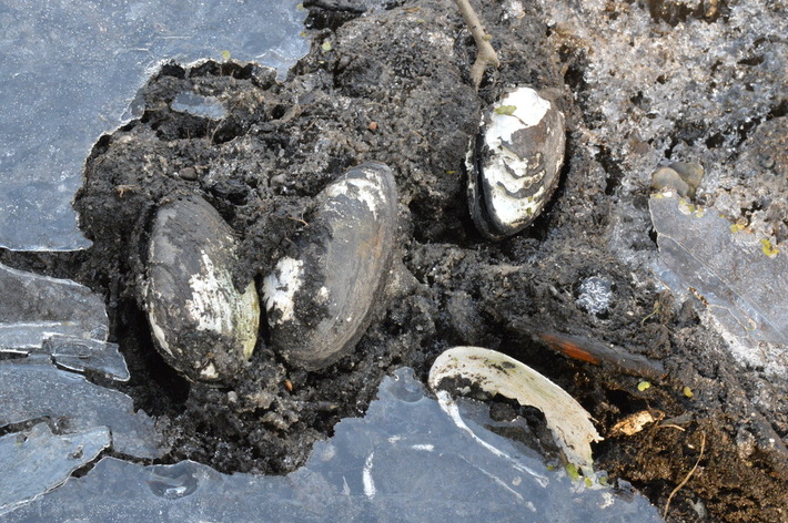 To zagrożenie ekologiczne