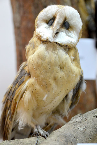 ?Drugie życie? mieszkańców lasu ZDJĘCIA