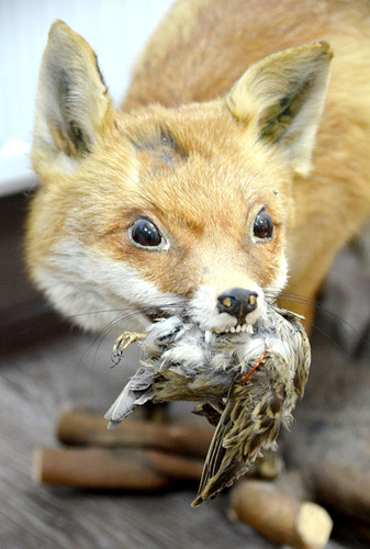 ?Drugie życie? mieszkańców lasu ZDJĘCIA