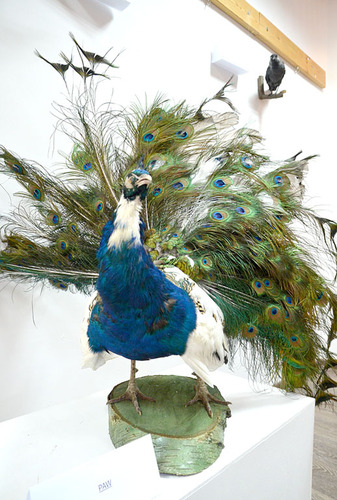 ?Drugie życie? mieszkańców lasu ZDJĘCIA