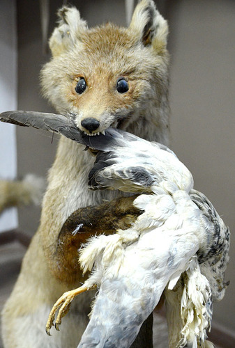 ?Drugie życie? mieszkańców lasu ZDJĘCIA