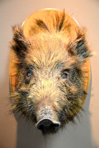 ?Drugie życie? mieszkańców lasu ZDJĘCIA