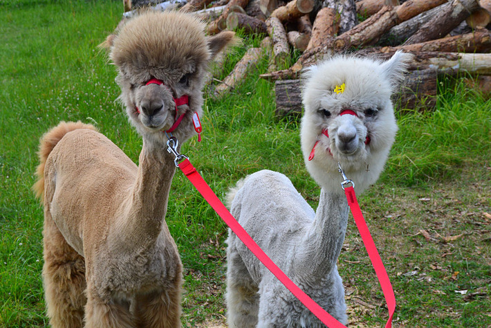 Alpaki leczą dzieciaki