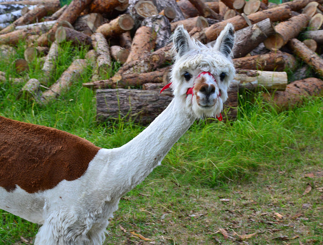 Alpaki leczą dzieciaki