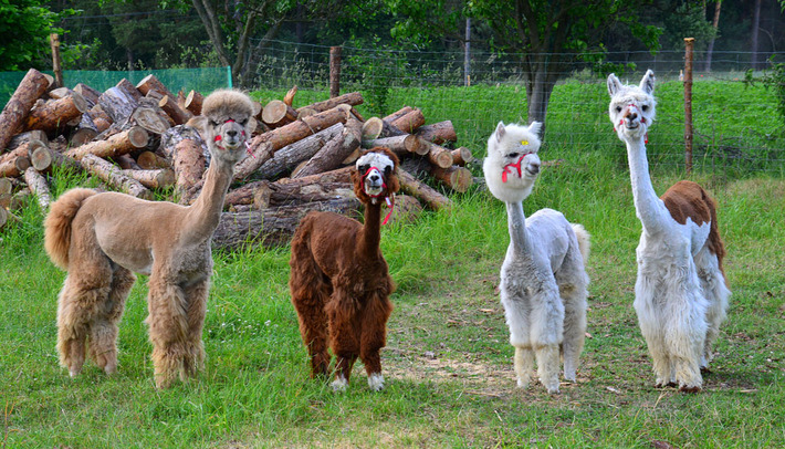 Alpaki leczą dzieciaki