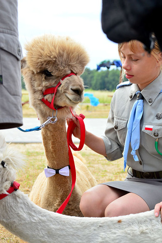 Alpaki leczą dzieciaki
