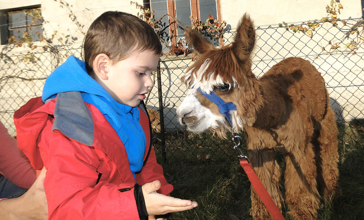 Alpaki leczą dzieciaki