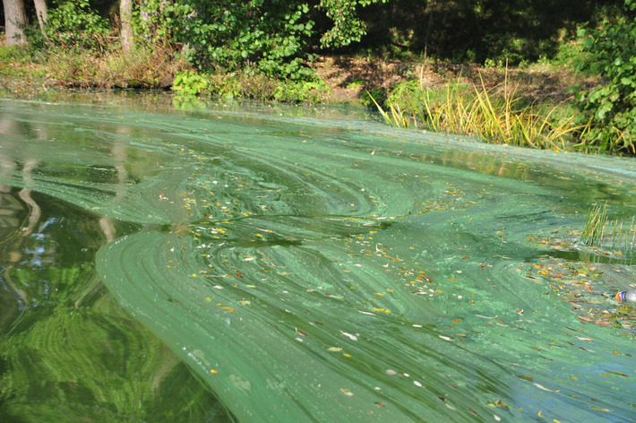 Tak wygląda Jezioro Wielkie Cekcyńskie - ZDJĘCIA