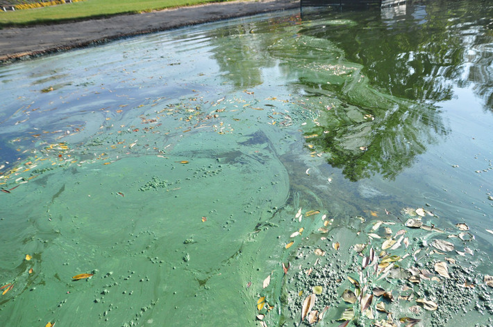 Tak wygląda Jezioro Wielkie Cekcyńskie - ZDJĘCIA