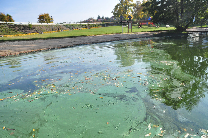 Tak wygląda Jezioro Wielkie Cekcyńskie - ZDJĘCIA