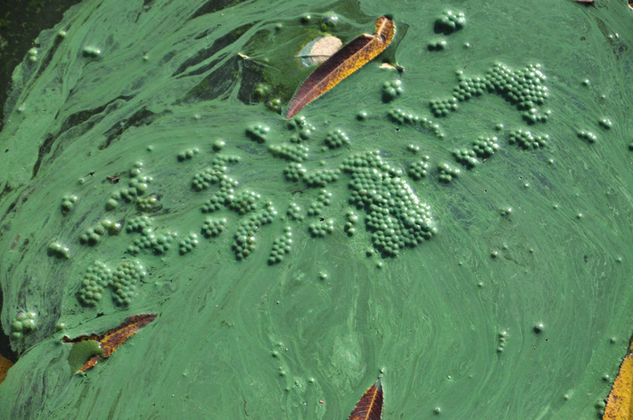 Tak wygląda Jezioro Wielkie Cekcyńskie - ZDJĘCIA