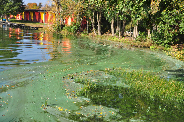 Tak wygląda Jezioro Wielkie Cekcyńskie - ZDJĘCIA