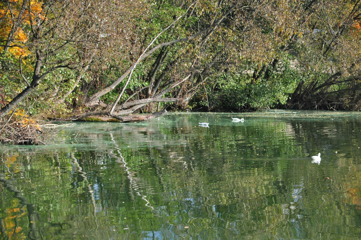 Tak wygląda Jezioro Wielkie Cekcyńskie - ZDJĘCIA